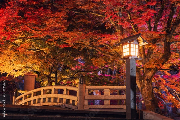 Obraz 土津神社の紅葉ライトアップ