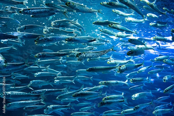 Obraz イワシの群れ