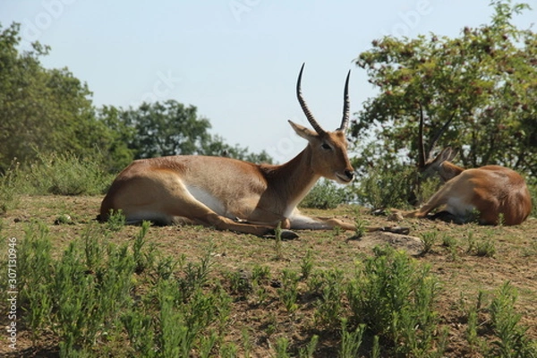 Obraz Antilope en pause