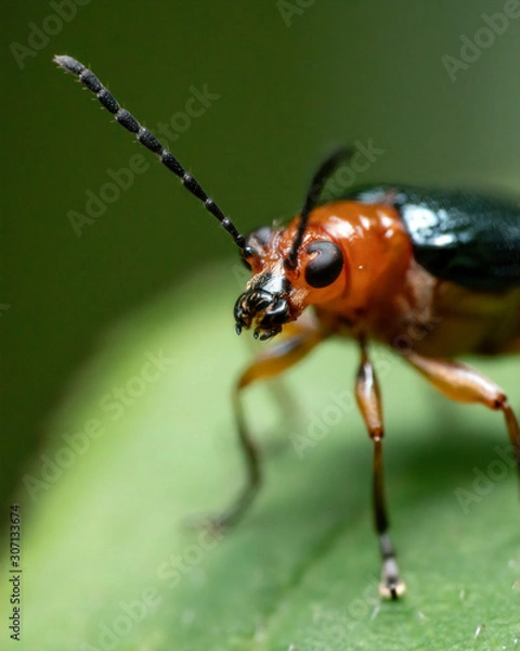 Obraz Oulema melanopus