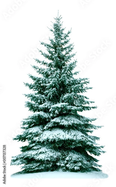 Obraz Christmas tree in snow