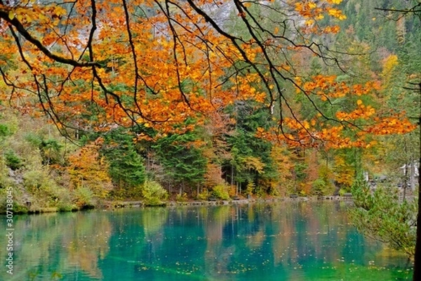 Fototapeta Colorful leaves during Fall or Autumn with a crystal bright blue lake at Blausee, Kandergrund, SWITZERLAND.