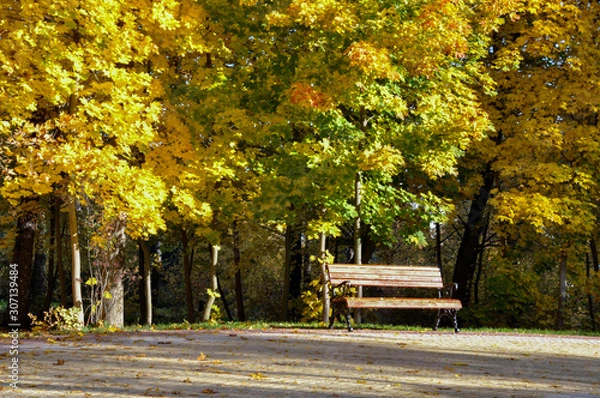 Obraz Gold autumn in park. Bench and maple trees.
