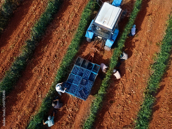 Obraz  top view of the grape harvest and loading into the tractor on the plantation