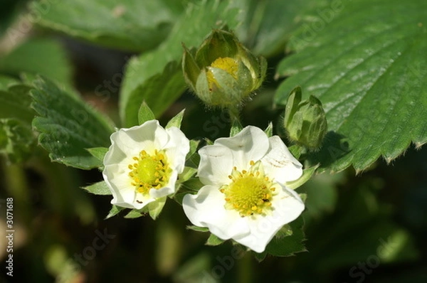 Obraz fleur de fraisiers