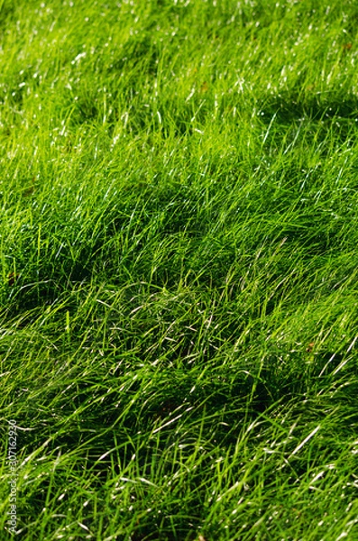 Obraz grass texture under the sun vertical