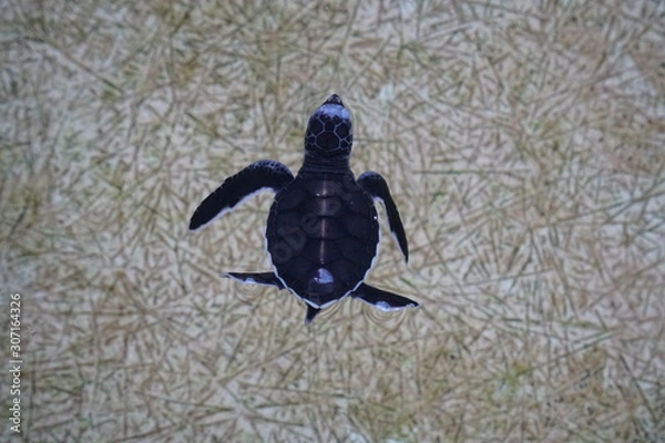 Obraz baby turtle from the top