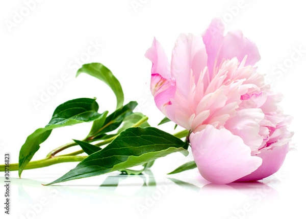 Obraz pink peony on white