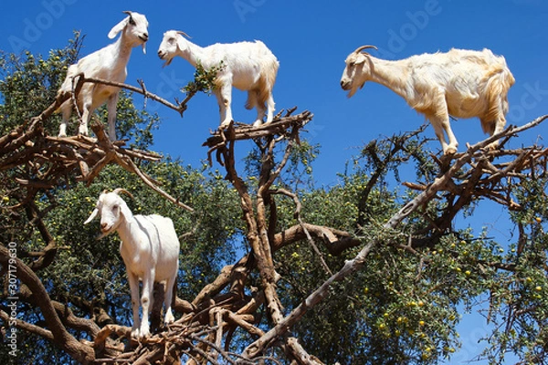 Fototapeta Goats in argan trees on the way between Marrakesh and Essaouira, Morocco.