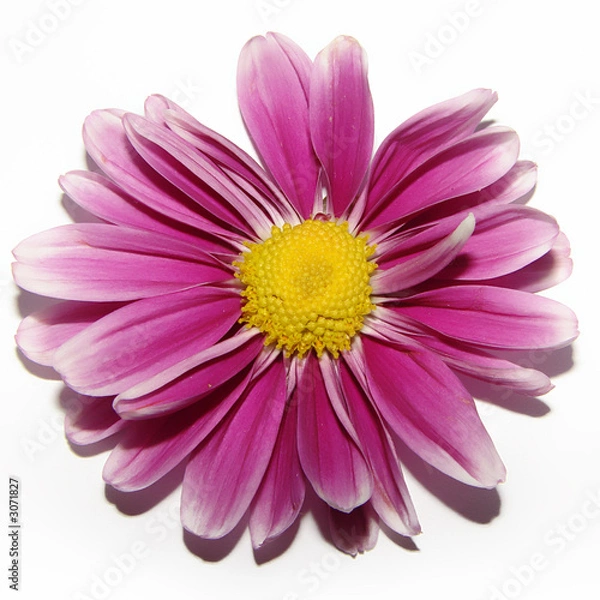 Obraz lilac camomile