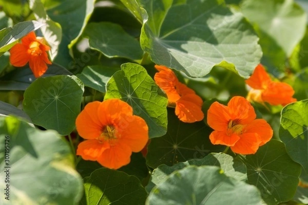 Fototapeta The large Nasturtium (Tropáeolum május), also the large Capuchin is an annual herbaceous plant, a species of the genus Tropaeolum of the family Tropaeolaceae. Type species of this genus.