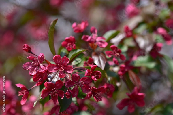 Fototapeta A branch of red spring flowers in the crown of a decorative apple tree