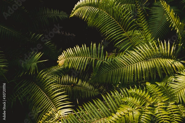 Obraz Tropical Plants