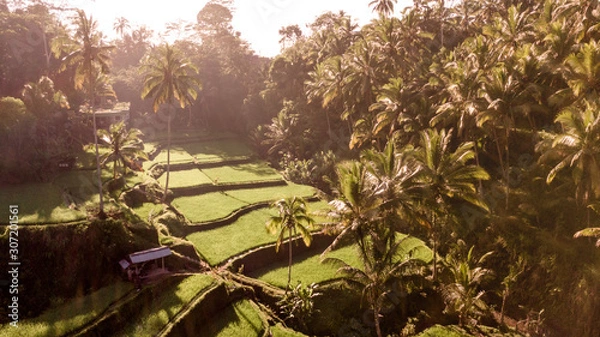Obraz Ubud Rice Terraces