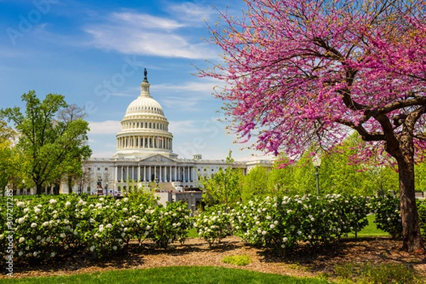 Fototapeta The US Capitol on a sunny spring day with cherry blossoms, Washington DC