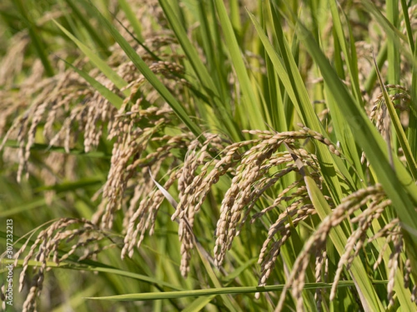 Fototapeta 実った稲穂