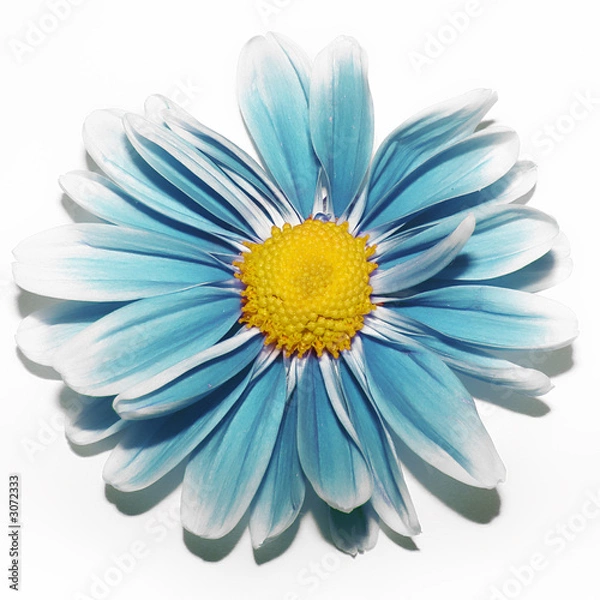 Fototapeta blue camomile