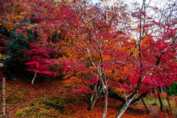 Fototapeta 御霊もみじ