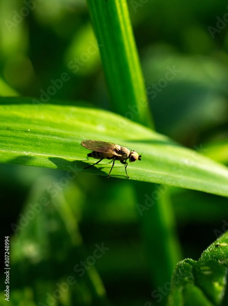 Fototapeta fly on leaf