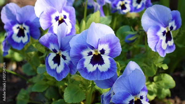 Obraz Purple pansies. Violet spring flowers