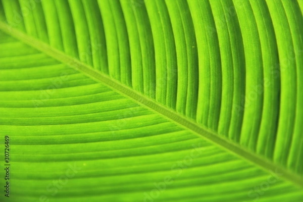 Fototapeta green leaf tree