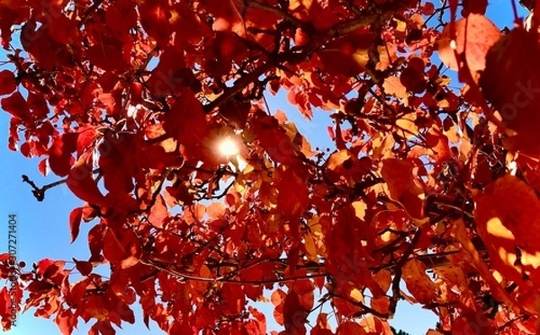 Fototapeta Spark of sun through autumn leaves