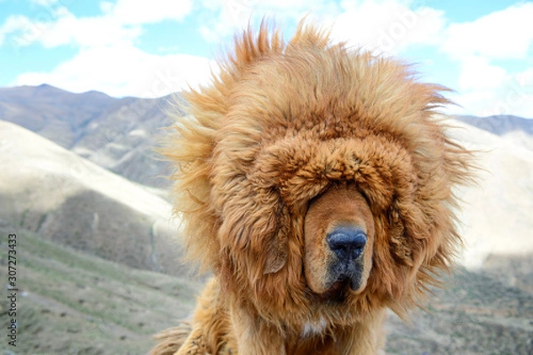 Fototapeta The lion-like mane of a Tibetan Mastiff blows wildly in the windy climate of Tibet Autonomous Region in China. 