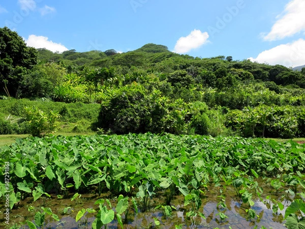 Fototapeta Wet Kalo Taro Fields on Windward Oahu