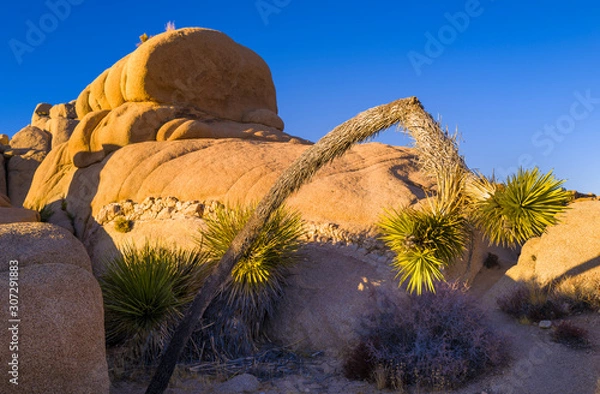 Obraz Joshua Tree