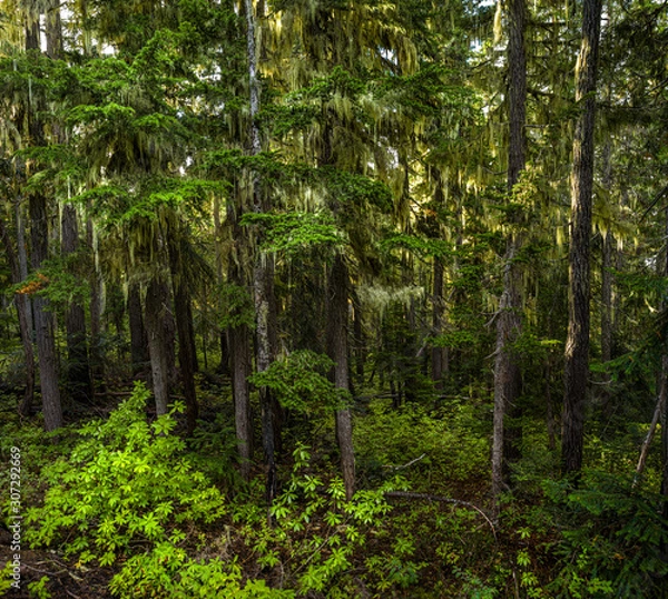 Obraz Lush rainforest