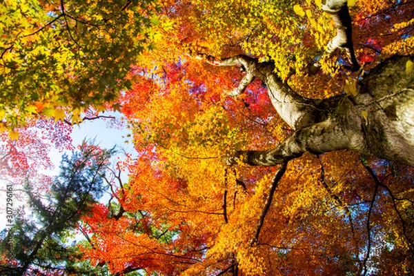 Fototapeta 紅葉のある風景