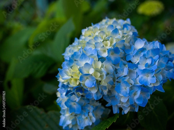 Fototapeta 紫陽花