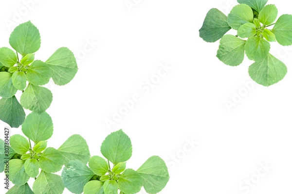 Obraz Green leaf, isolated  white background