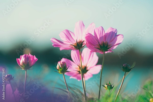 Obraz pink cosmos flowers