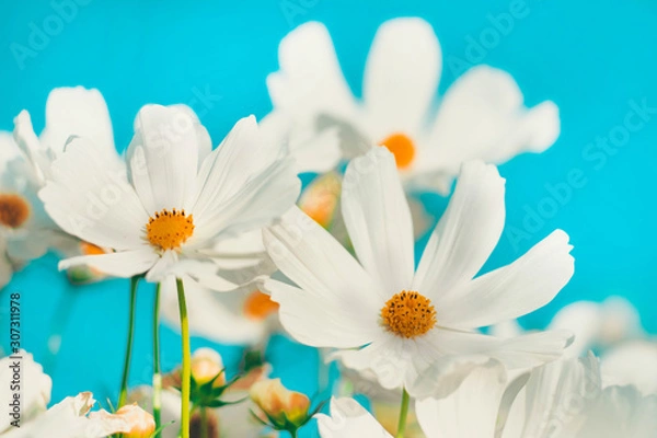 Obraz white daisies on blue sky background