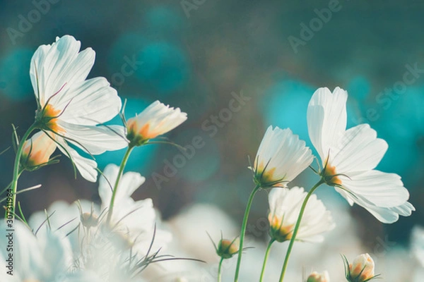 Fototapeta Cosmos flowers background in vintage style