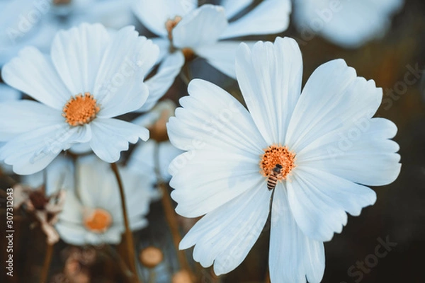 Fototapeta Bee Feeding on Nectar of Cosmos Flower