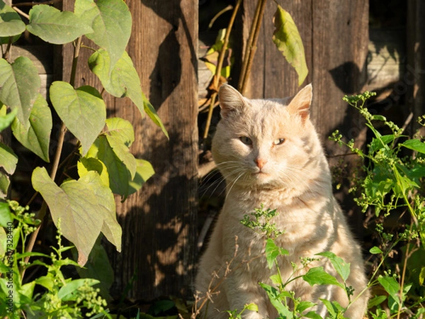 Fototapeta Portrait of a light brown cat. A cat sits near an old fence in the grass.