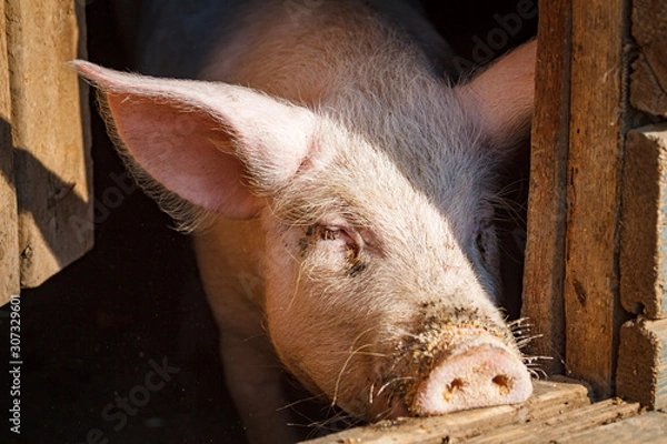 Obraz A large pig's head close-up on a pig farm
