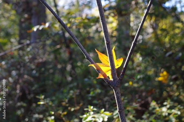 Fototapeta 秋の風景