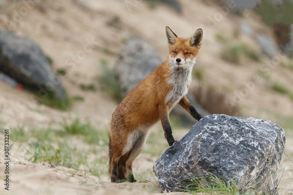 Fototapeta Red fox in nature 