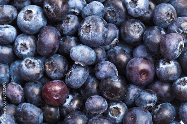 Obraz Blueberries isolated on white background.
