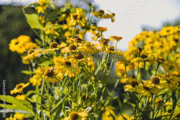 Obraz Bee sitting on a yellow flower