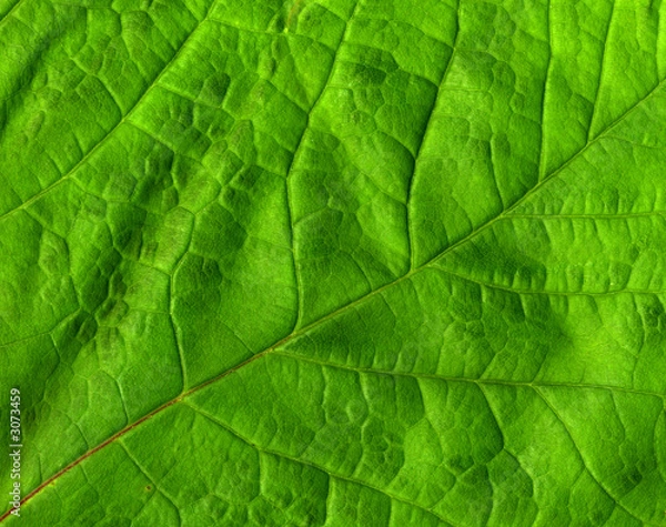Obraz green leaf macro close up.