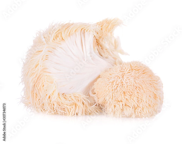 Fototapeta lion mane mushroom isolated on white background.