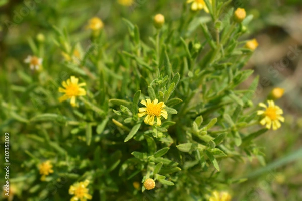 Fototapeta Sticky aster