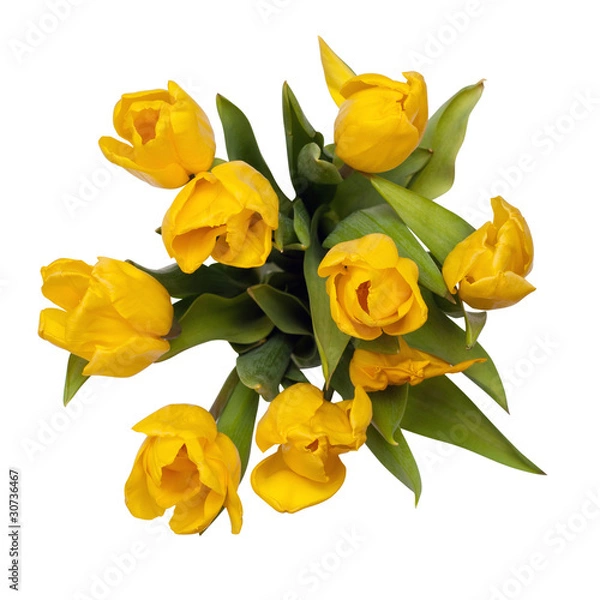Obraz yellow tulips on top isolated. included clipping path.