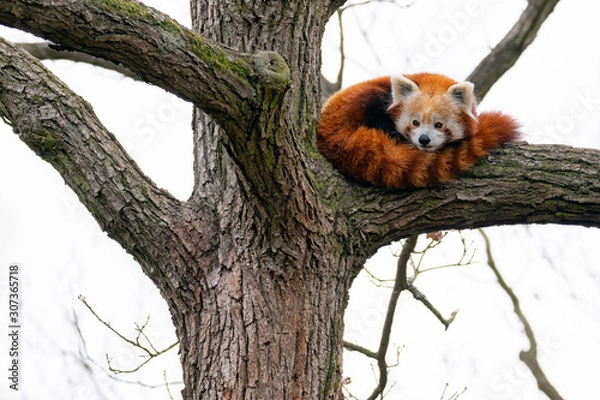 Obraz Red Panda (Ailurus fulgens)