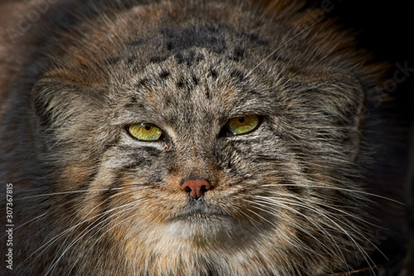 Obraz Pallas's cat (Otocolobus manul)