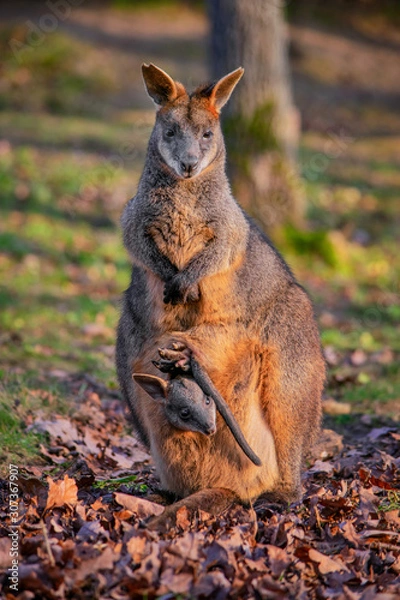 Obraz Swamp wallaby (Wallabia bicolor)